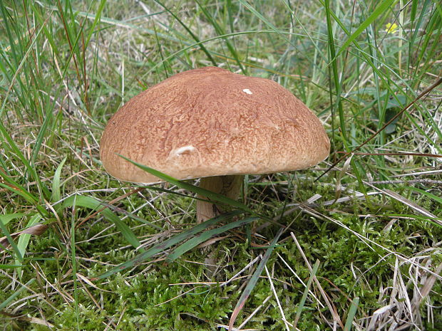 hríb smrekový Boletus edulis Bull.