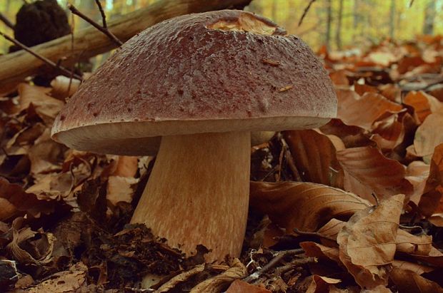 hríb sosnový Boletus pinophilus Pil. et Dermek in Pil.