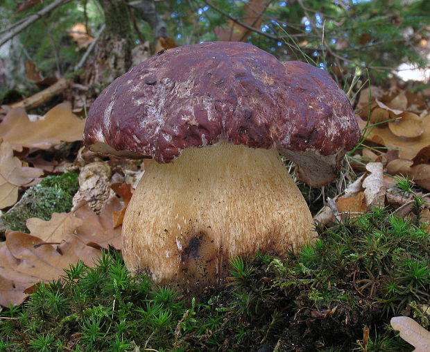 hríb sosnový Boletus pinophilus Pil. et Dermek in Pil.