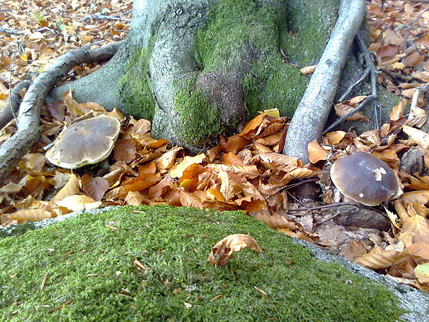 hríb dubový Boletus reticulatus Schaeff.