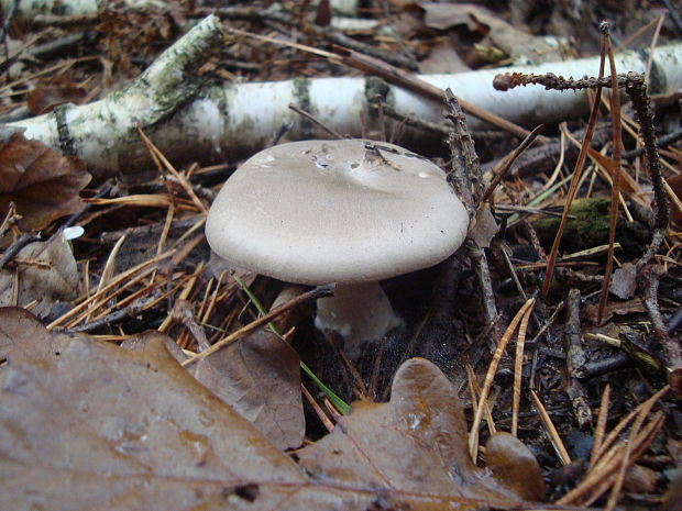 strmuľka inovaťová Clitocybe nebularis (Batsch) P. Kumm.