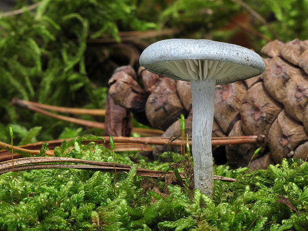 strmuľka anízová Clitocybe odora (Bull.) P. Kumm.