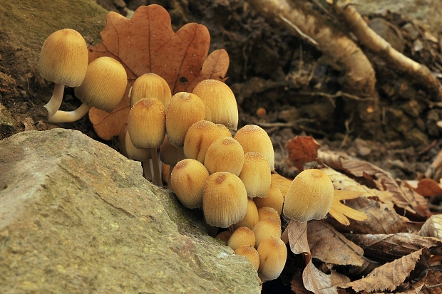 hnojník ligotavý Coprinellus micaceus (Bull.) Vilgalys, Hopple & Jacq. Johnson