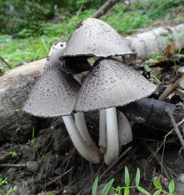 hnojník atramentový Coprinopsis atramentaria (Bull.) Redhead, Vilgalys & Moncalvo