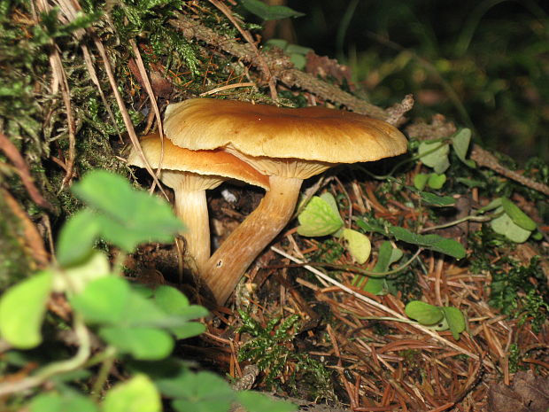 šupinovec nevoňavý Gymnopilus penetrans (Fr.) Murrill