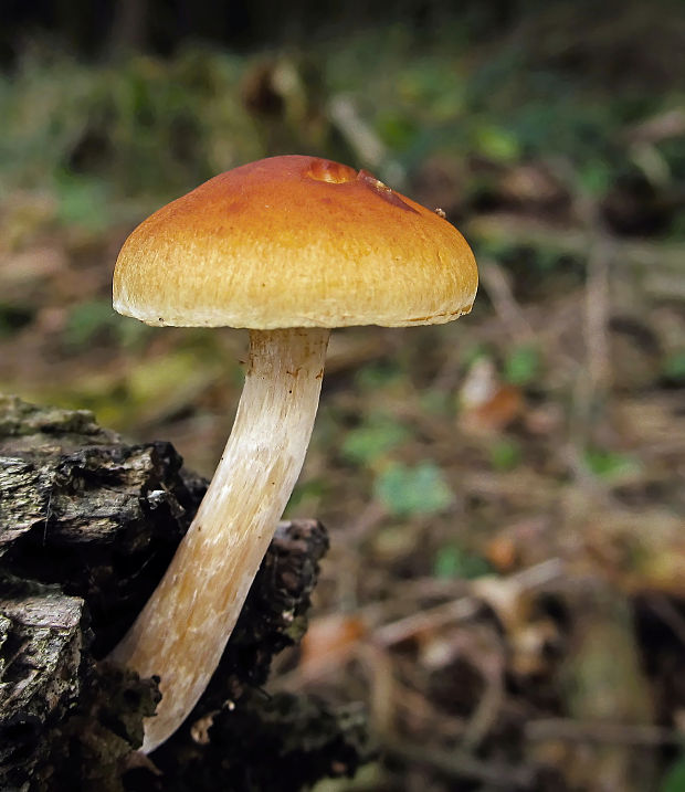 šupinovec nevoňavý Gymnopilus penetrans (Fr.) Murrill