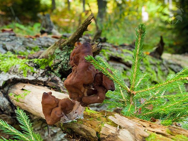 ušiak mitrovitý Gyromitra infula (Schaeff.) Quél.