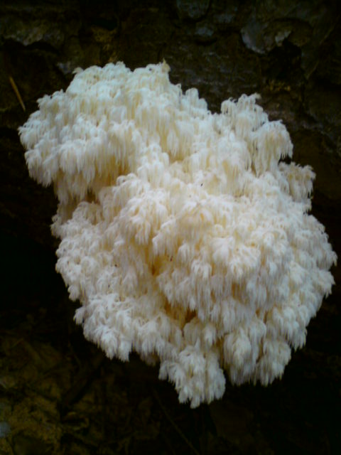 koralovec bukový Hericium coralloides (Scop.) Pers.