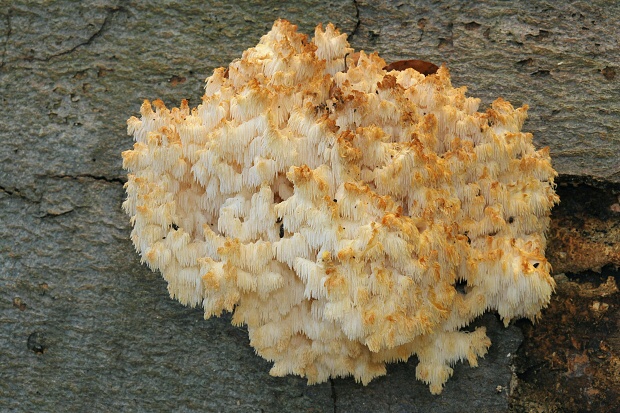 koralovec bukový Hericium coralloides (Scop.) Pers.