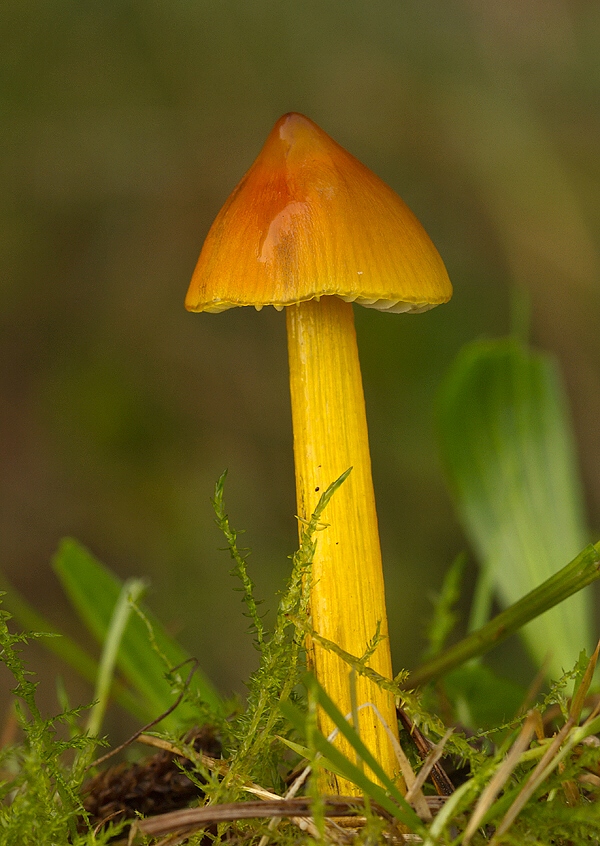 lúčnica kužeľovitá Hygrocybe conica (Schaeff.) P. Kumm.