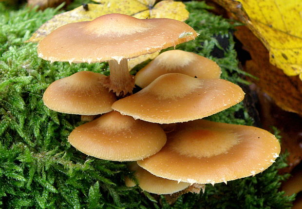 šupinačka menlivá Kuehneromyces mutabilis (Schaeff.) Singer & A.H. Sm.