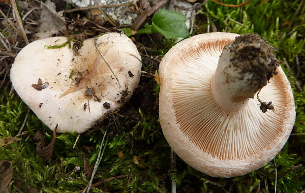 rýdzik chĺpkatý Lactarius pubescens. (Fr.) Fr.