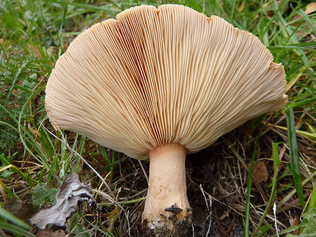 rýdzik chĺpkatý Lactarius pubescens (Fr.) Fr.