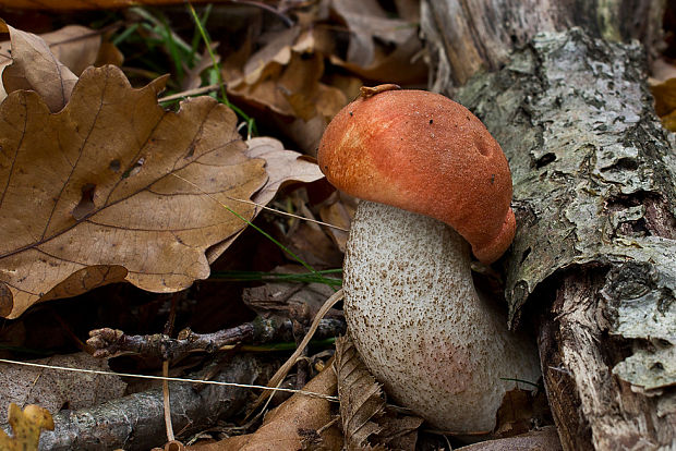 kozák dubový Leccinum aurantiacum (Bull.) Gray