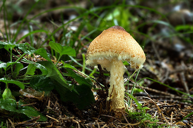 bedlička Lepiota sp.