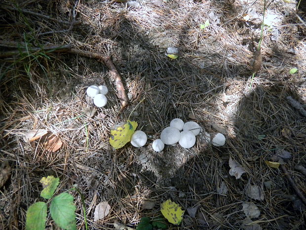 prášnica bradavičnatá Lycoperdon perlatum Pers.