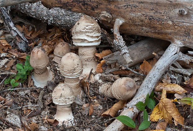 bedľa Macrolepiota sp.