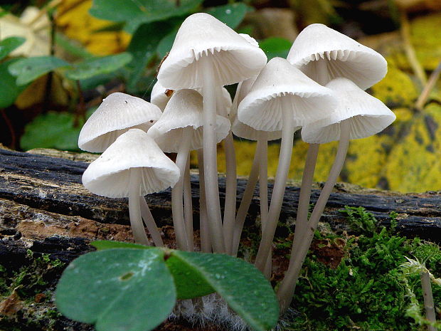 prilbička Mycena sp.