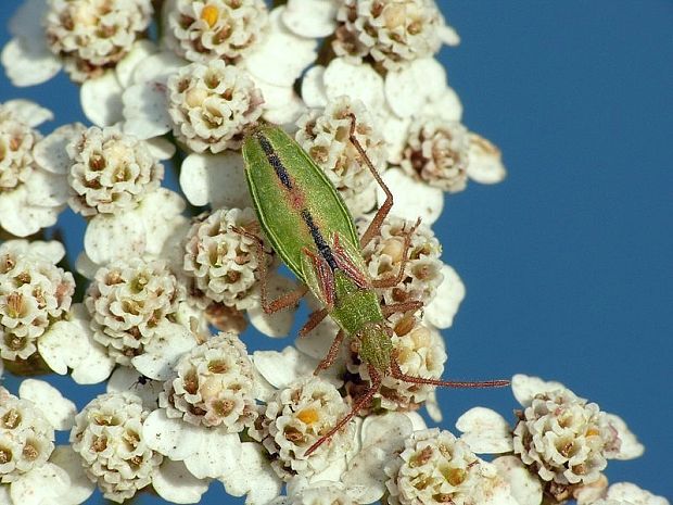 bzdocha Myrmus miriformis Fallén, 1807