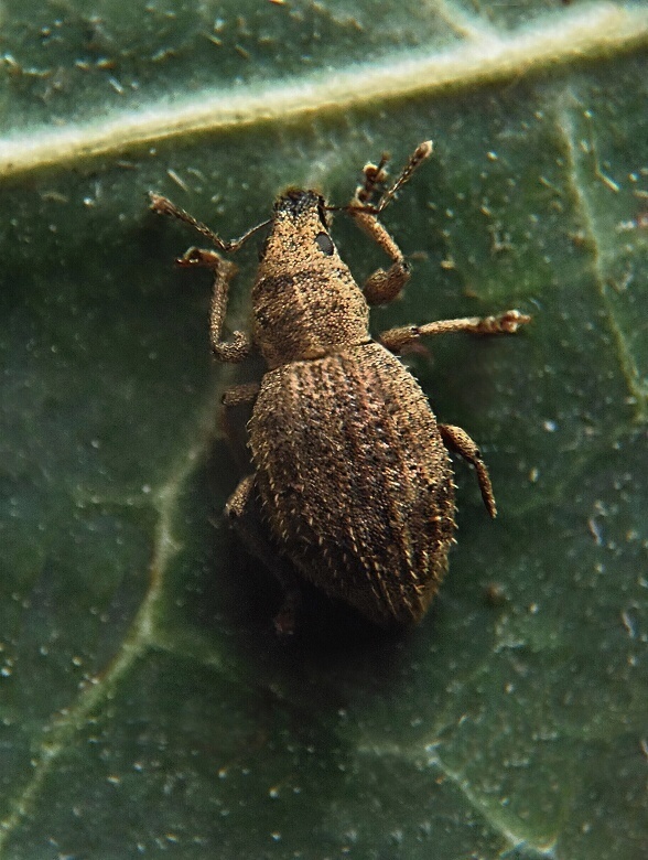 nosánik Sciaphilus asperatus