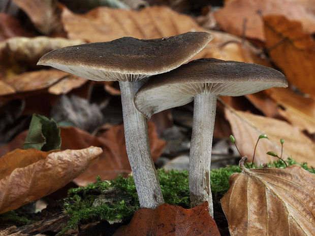 smeťovička veľká Simocybe sumptuosa (P.D. Orton) Singer