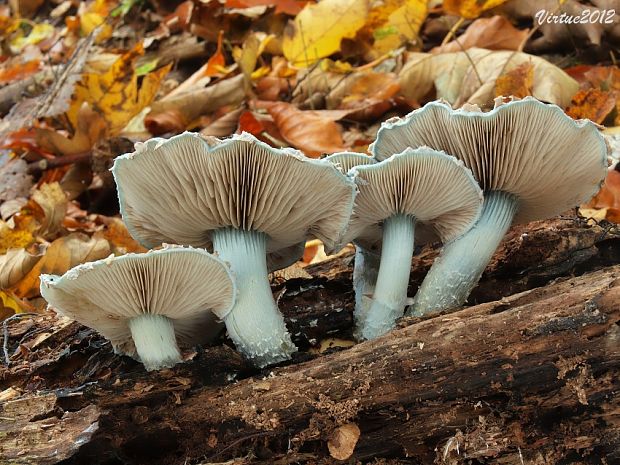 golierovka zelenomodrá Stropharia caerulea Kreisel