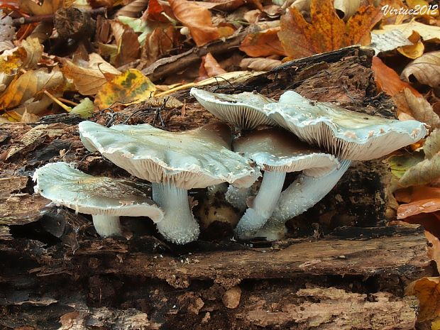 golierovka zelenomodrá Stropharia caerulea Kreisel