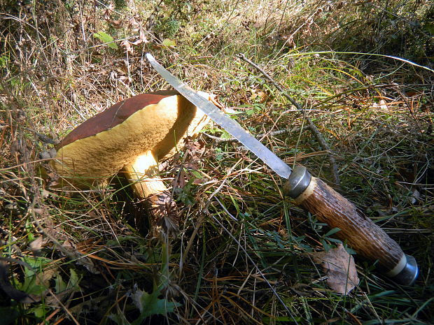 masliak kopcový Suillus collinitus (Fr.) Kuntze