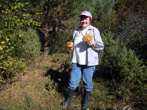 masliak kopcový a Hanka Suillus sp.