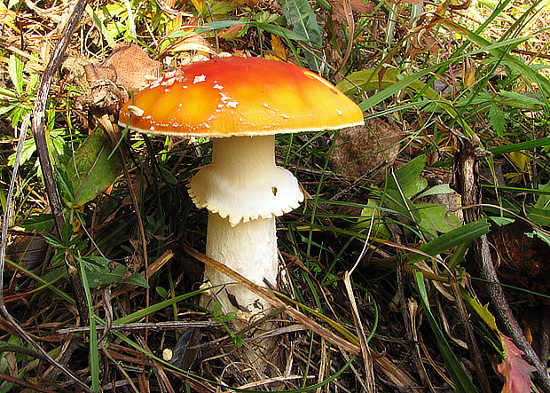 muchotrávka červená Amanita muscaria (L.) Lam.