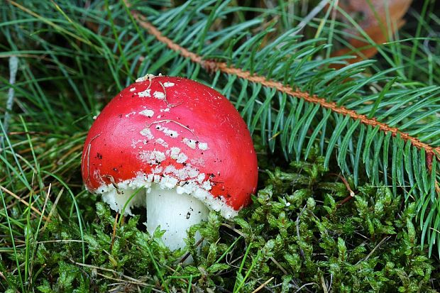 muchotrávka červená Amanita muscaria (L.) Lam.