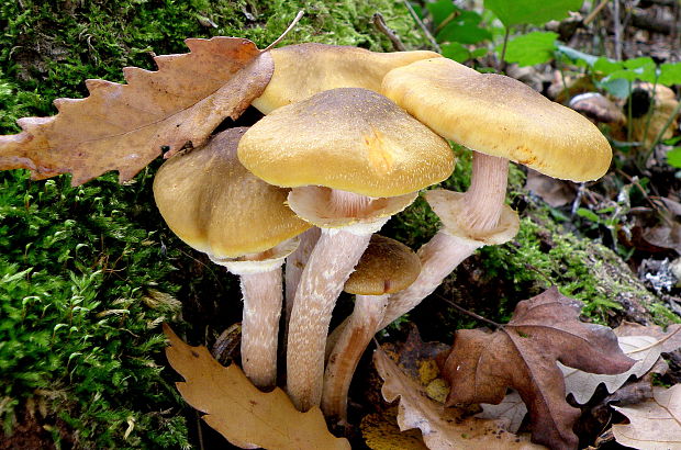 podpňovka obyčajná Armillaria mellea (Vahl) P. Kumm.