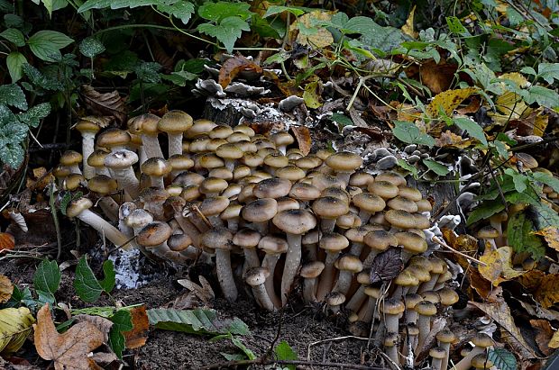 podpňovka obyčajná Armillaria mellea (Vahl) P. Kumm.