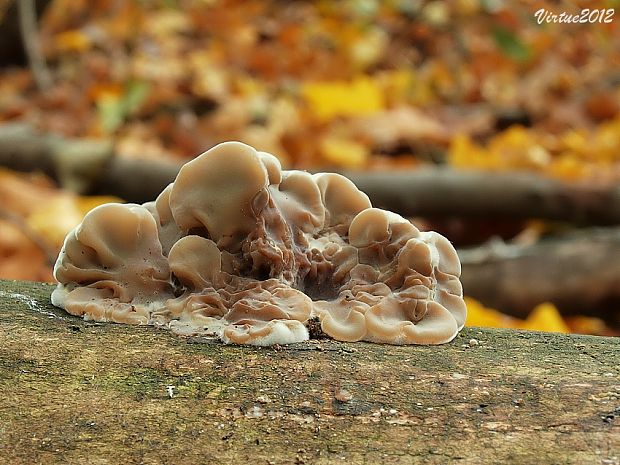 uchovka pásikavá Auricularia mesenterica (Dicks.) Pers.