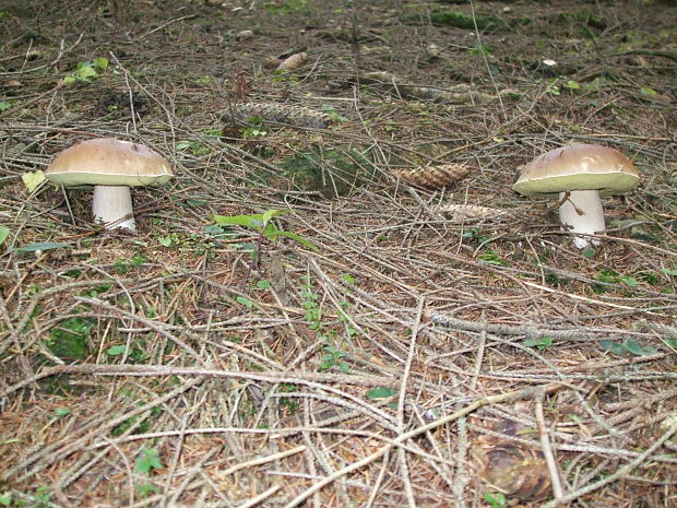 hríb smrekový Boletus edulis Bull.