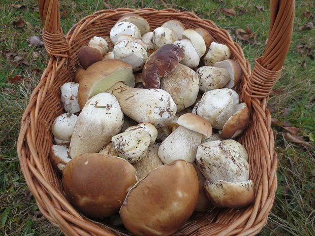 hríb smrekový Boletus edulis Bull.