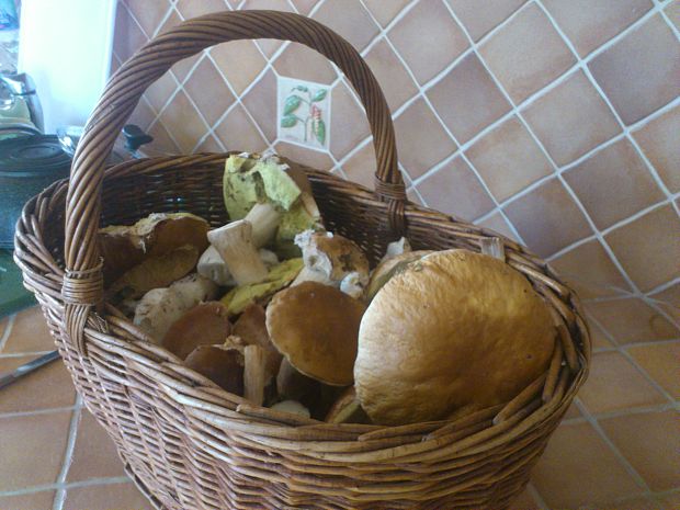 hríb smrekový Boletus edulis Bull.