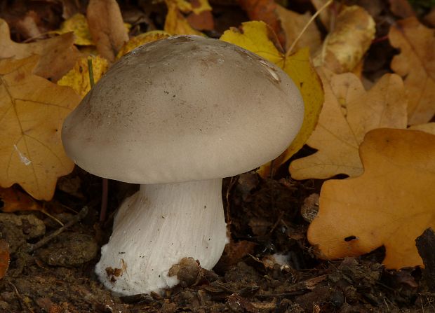 strmuľka inovaťová Clitocybe nebularis (Batsch) P. Kumm.