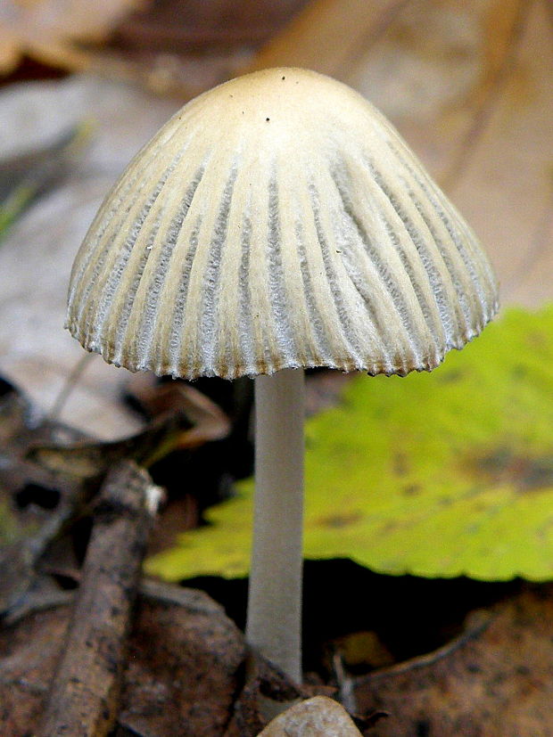 hnojník zriasený Coprinellus impatiens (Fr.) J.E. Lange