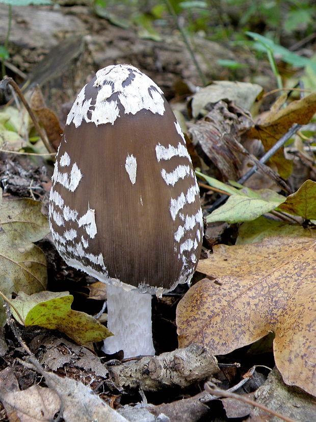 hnojník strakatý Coprinopsis picacea (Bull.) Redhead, Vilgalys & Moncalvo