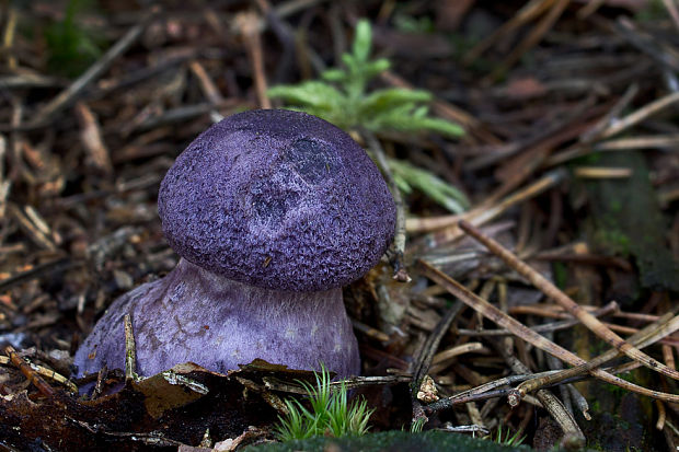 pavučinovec hercýnsky Cortinarius hercynicus (Pers.) M.M. Moser