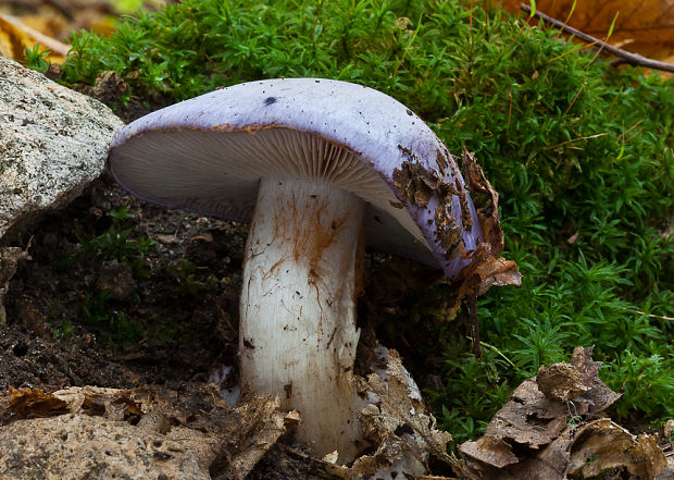 pavučinovec Cortinarius sp.