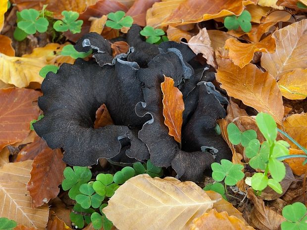 lievik trúbkovitý Craterellus cornucopioides (L.) Pers.