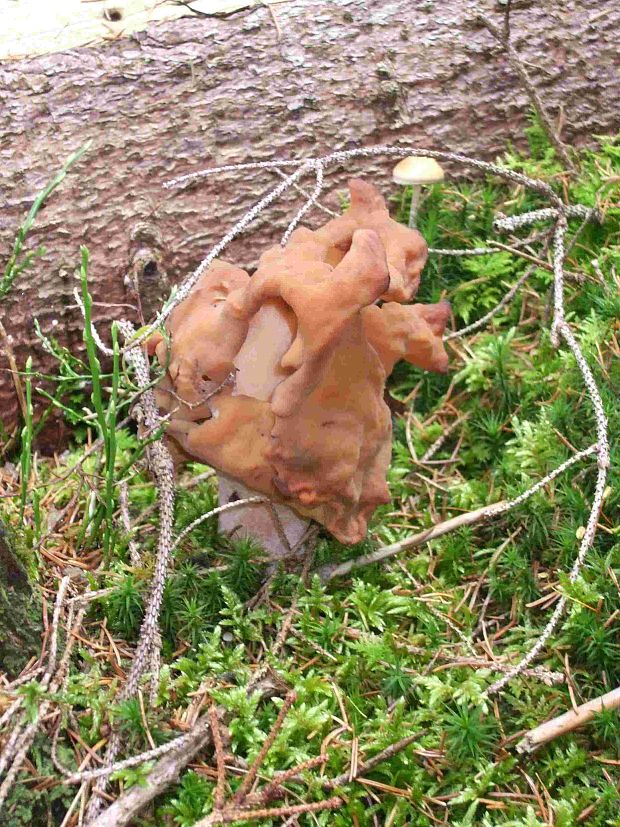 ušiak mitrovitý Gyromitra infula (Schaeff.) Quél.