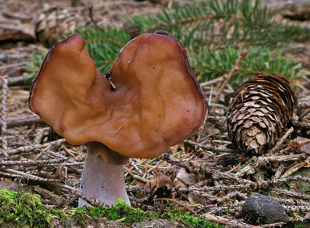 ušiak mitrovitý Gyromitra infula (Schaeff.) Quél.