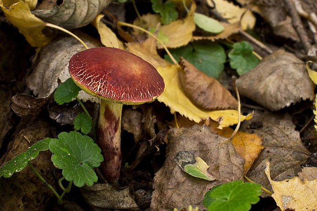 suchohríb karmínový Hortiboletus rubellus (Krombh.) Simonini, Vizzini & Gelardi