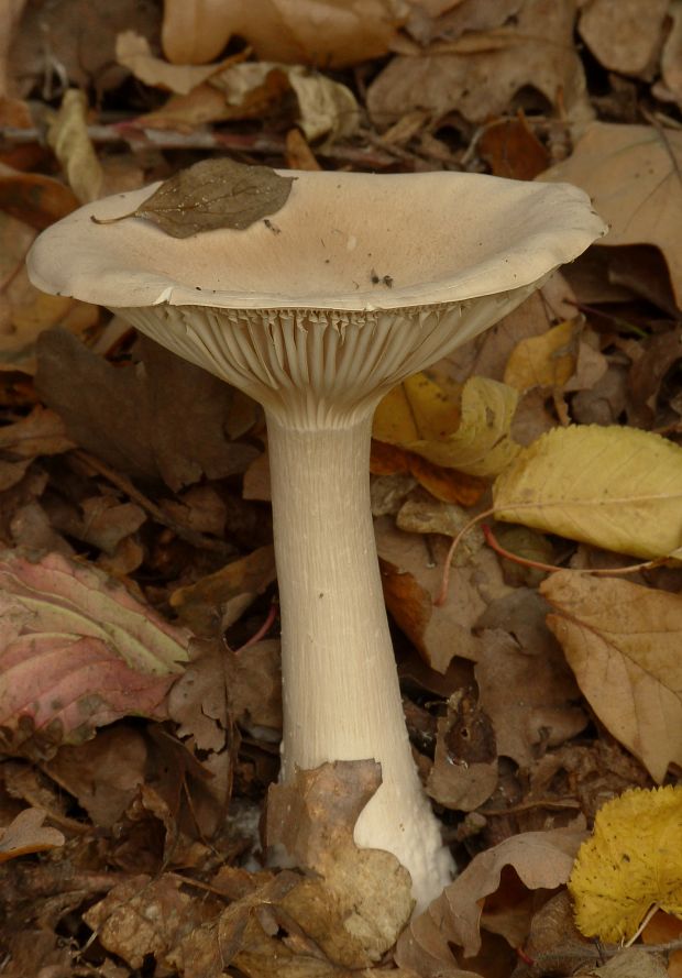 strmuľka veľká Infundibulicybe geotropa (Bull.) Harmaja