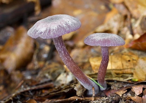 lakovka ametystová Laccaria amethystina (Huds.) Cooke