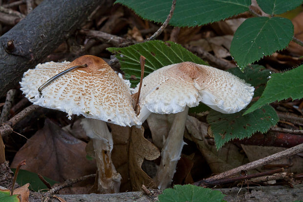 bedlička Lepiota sp.