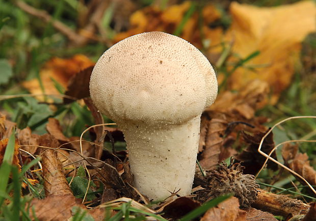 rozpadavec stopkatý Lycoperdon excipuliforme (Scop.) Pers.